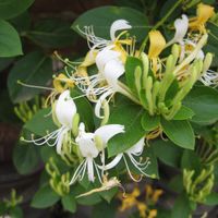 金銀花茶